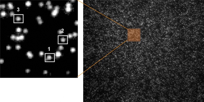 Heliscope Direct RNA Sequecing Molecules