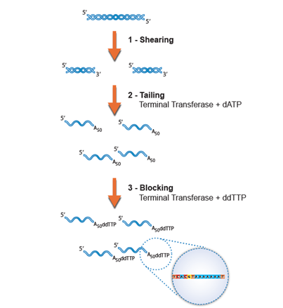 RNA Sequencing Sample Preparation