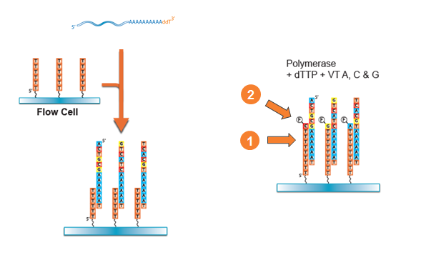 RNAseq Sample Loading and Flow Cell Preparation