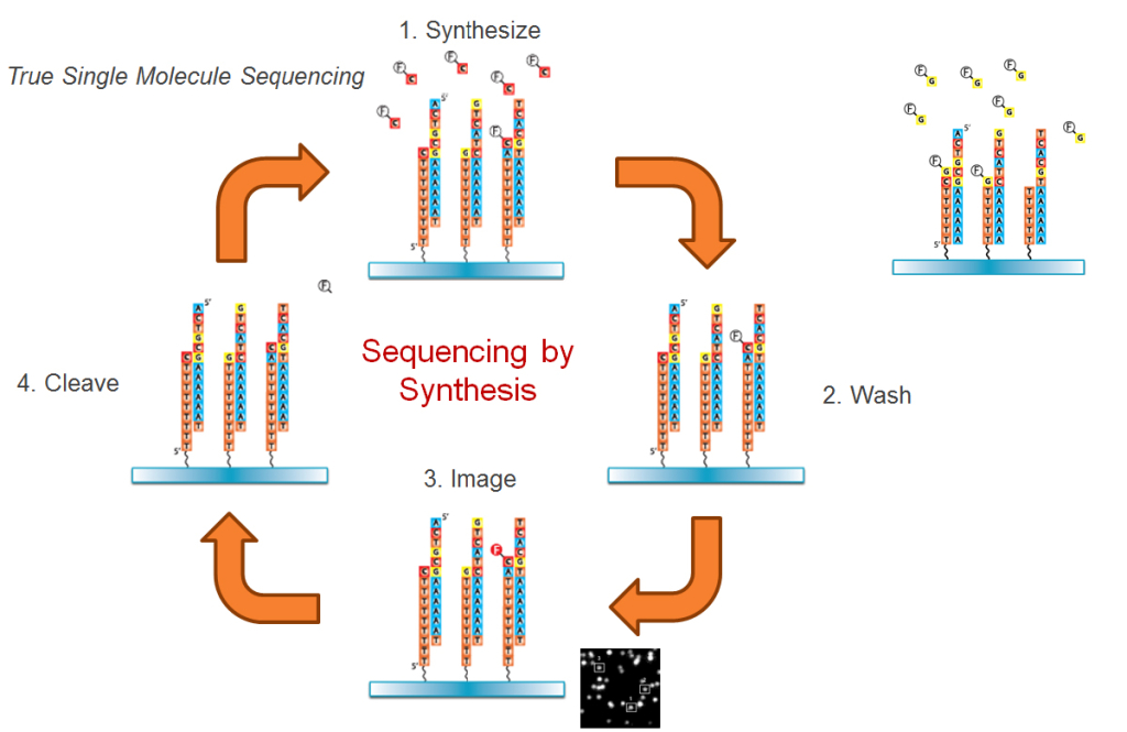 Single Molecule Sequencing Protocol