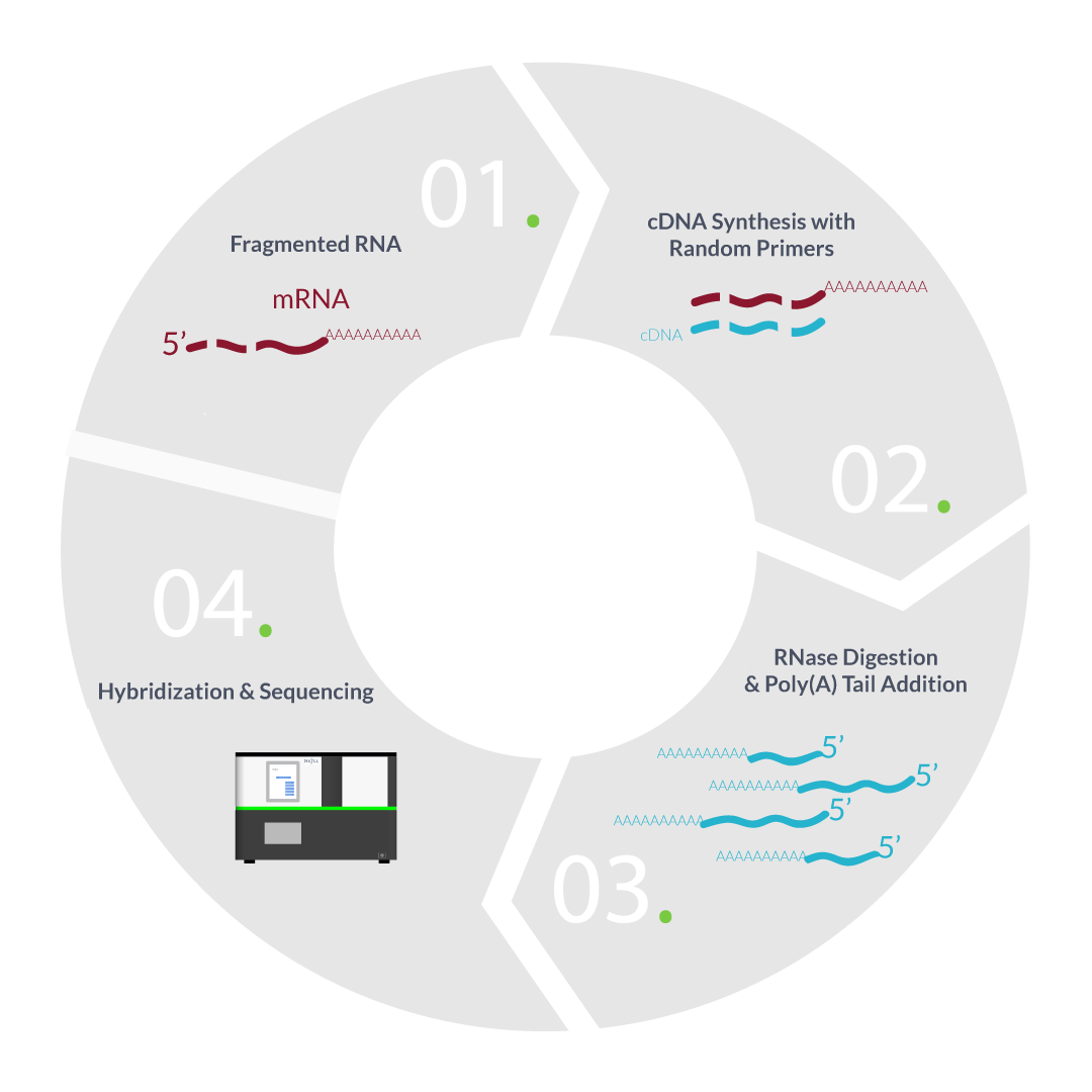 seqll-quantitive-rna-sequencing-graphic2